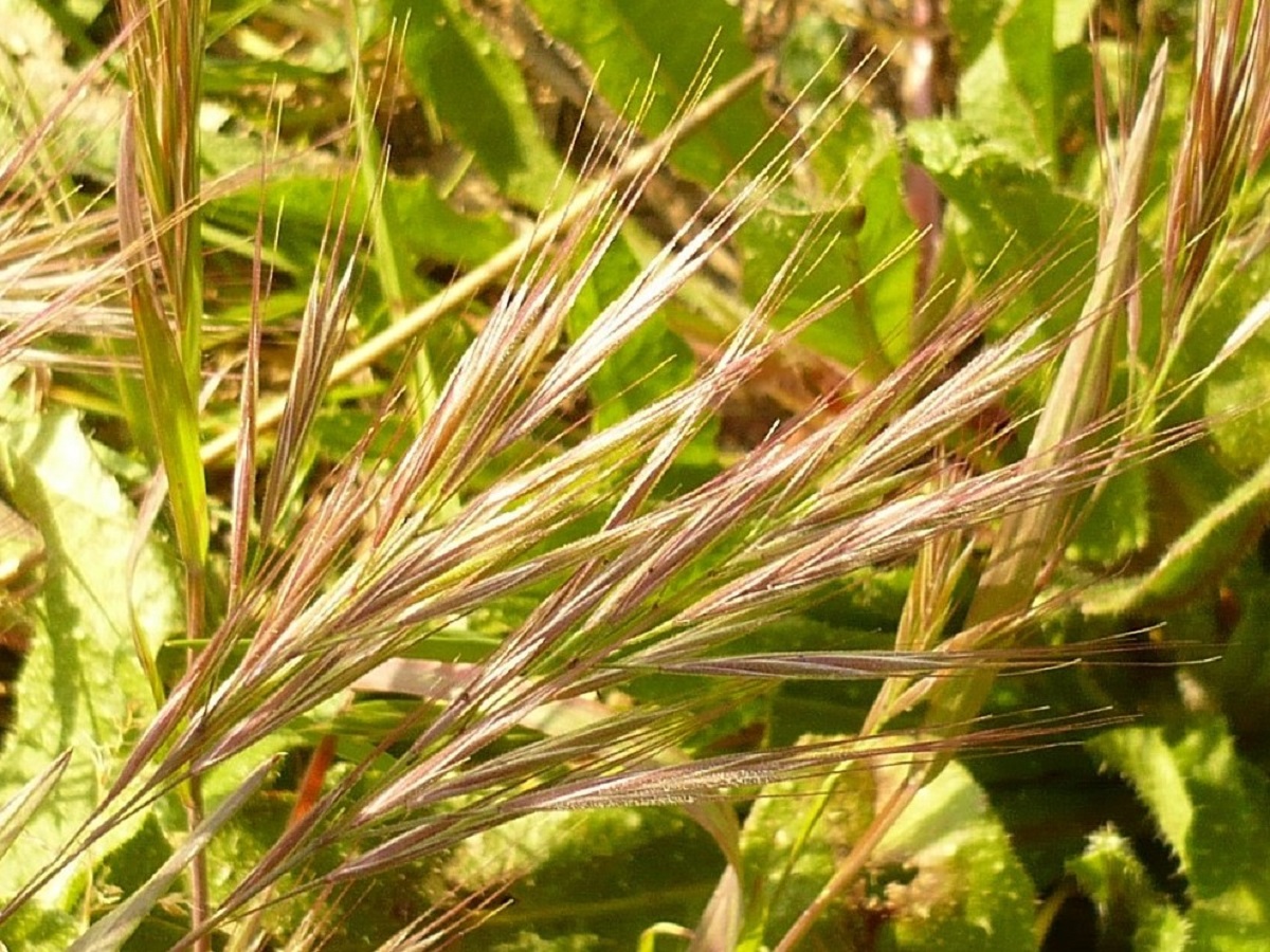 Anisantha madritensis (Poaceae)